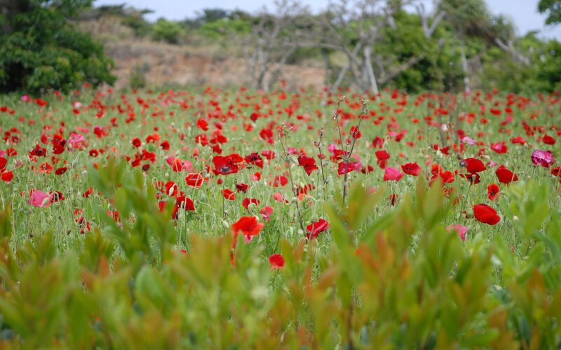 Red Poppy Field — Serene, Afternoon, Photograph, Green Grass, Trees, Sky, Green, Brown