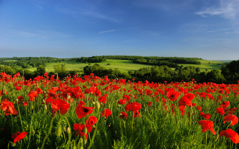 Red Poppy Field — Serene, Afternoon, Photograph, Green Grass, Trees, Sky