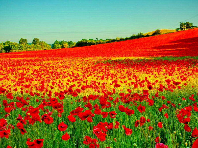 Red Poppy Field — Serene, Afternoon, Photograph, Green Grass, Trees