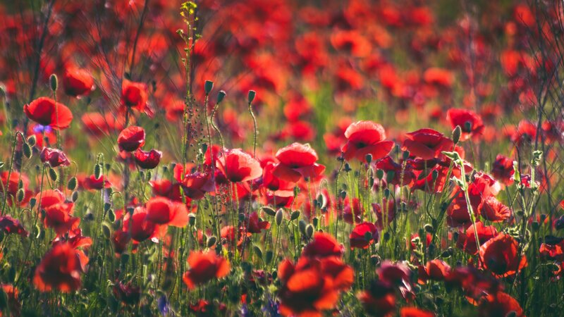 Red Poppy Field — Serene, Afternoon, Photograph, Green Stems, Buds