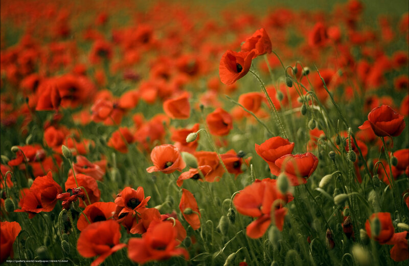 Red Poppy Field — Serene, Afternoon, Photograph, Green Stems