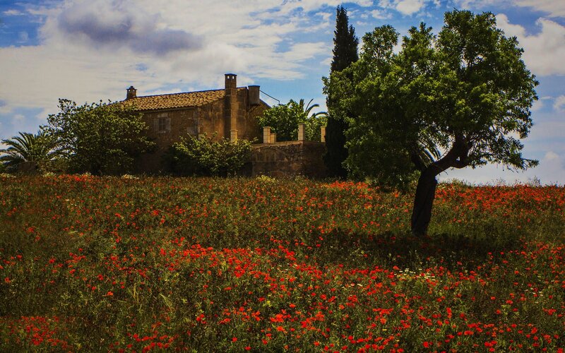 Red Poppy Field — Serene, Afternoon, Photograph, House, Tree