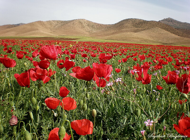 Red Poppy Field — Serene, Afternoon, Photograph, Mountains, Green Grass