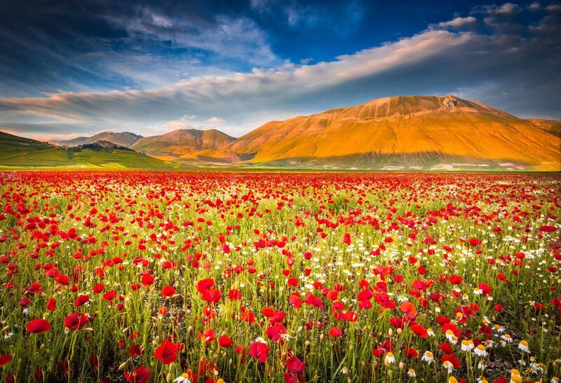 Red Poppy Field — Serene, Afternoon, Photograph, Mountains, Sky, Daisies
