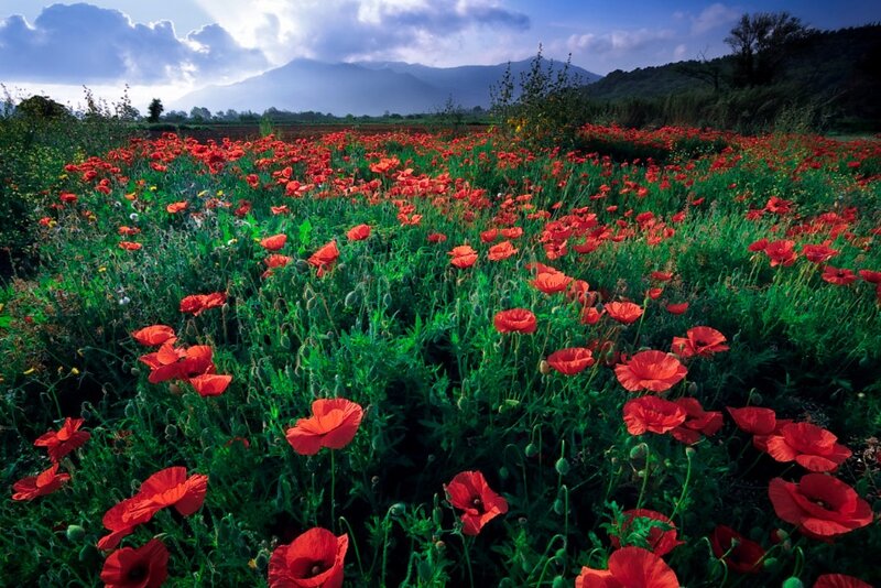 Red Poppy Field — Serene, Afternoon, Photograph, Mountains, Sky, Grass