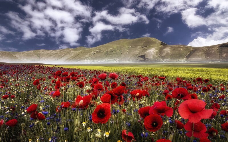 Red Poppy Field — Serene, Afternoon, Photograph, Mountains, Sky
