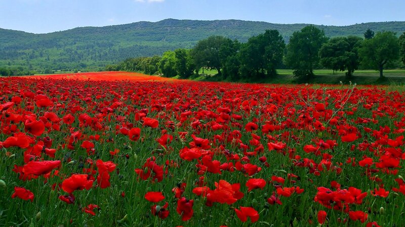 Red Poppy Field — Serene, Afternoon, Photograph, Mountains, Trees, Sky