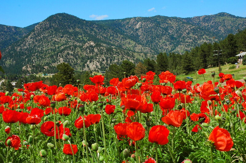 Red Poppy Field — Serene, Afternoon, Photograph, Mountains, Trees