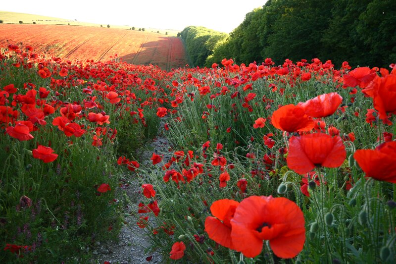 Red Poppy Field — Serene, Afternoon, Photograph, Path