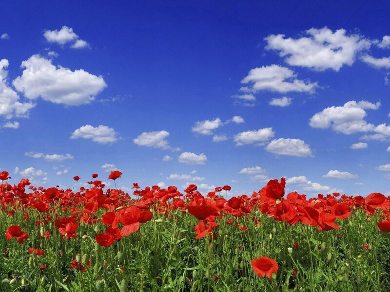 Red Poppy Field — Serene, Afternoon, Photograph, Sky, Clouds, Green Grass