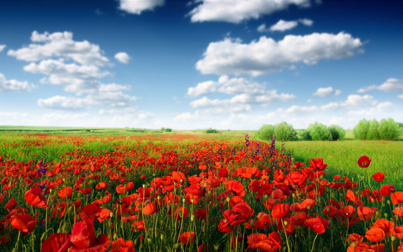 Red Poppy Field — Serene, Afternoon, Photograph, Sky, Clouds, Trees