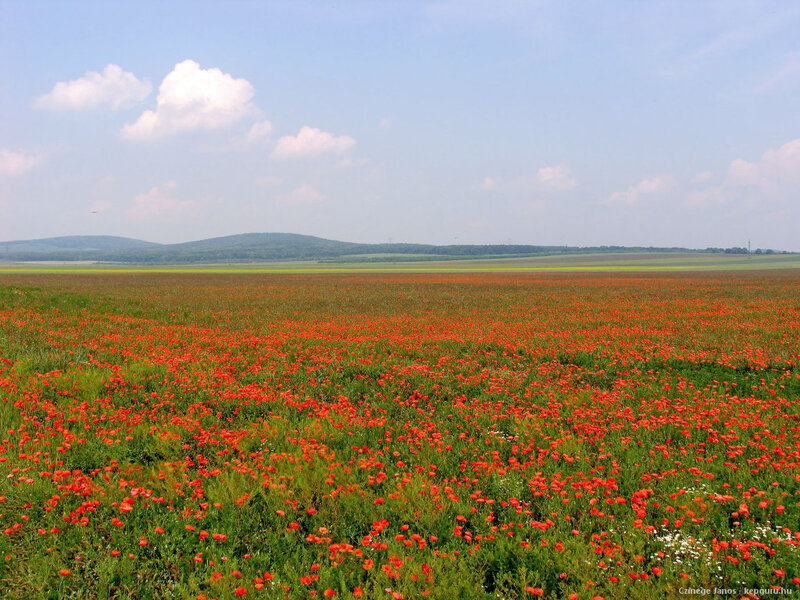 Red Poppy Field — Serene, Afternoon, Photograph, Sky, Hills