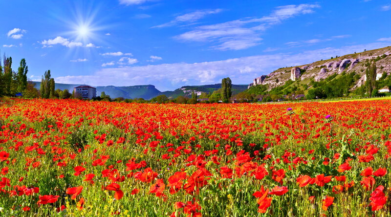 Red Poppy Field — Serene, Afternoon, Photograph, Sun, Mountains