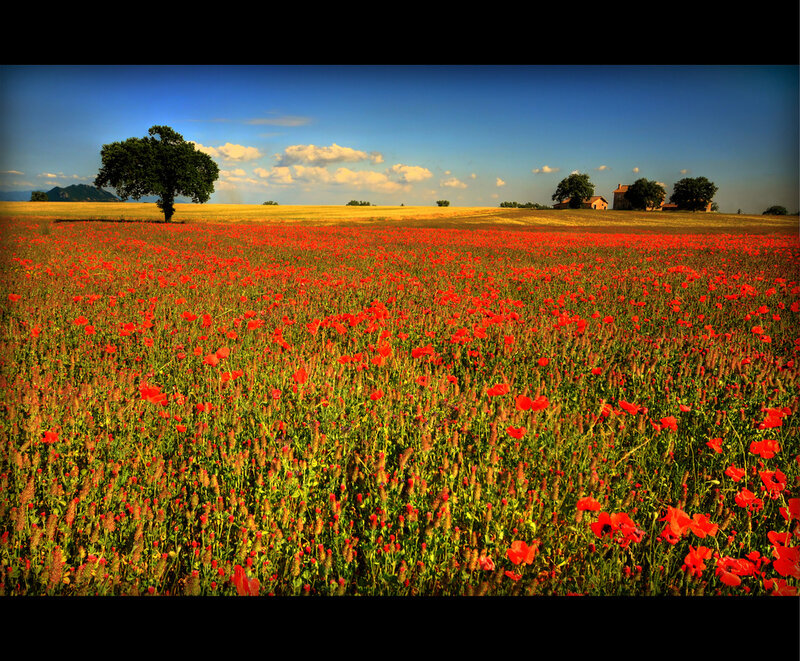 Red Poppy Field — Serene, Afternoon, Photograph, Tree