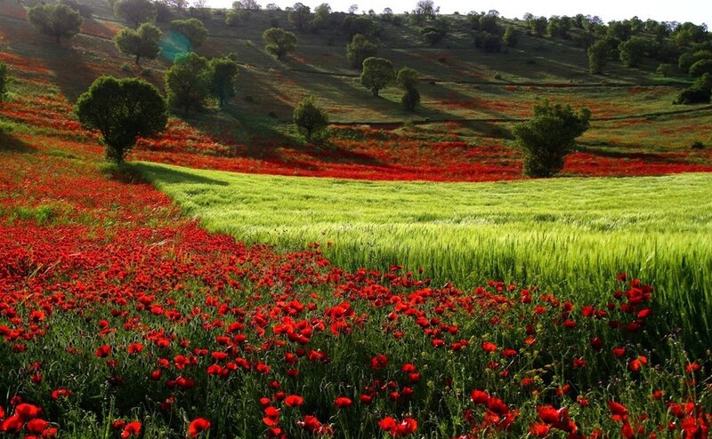Red Poppy Field — Serene, Afternoon, Photograph, Trees, Hills, Grass
