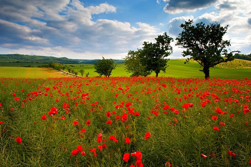 Red Poppy Field — Serene, Afternoon, Photograph, Trees, Hills, Sky
