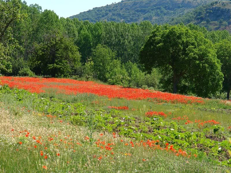 Red Poppy Field — Serene, Afternoon, Photograph, Trees, Mountain