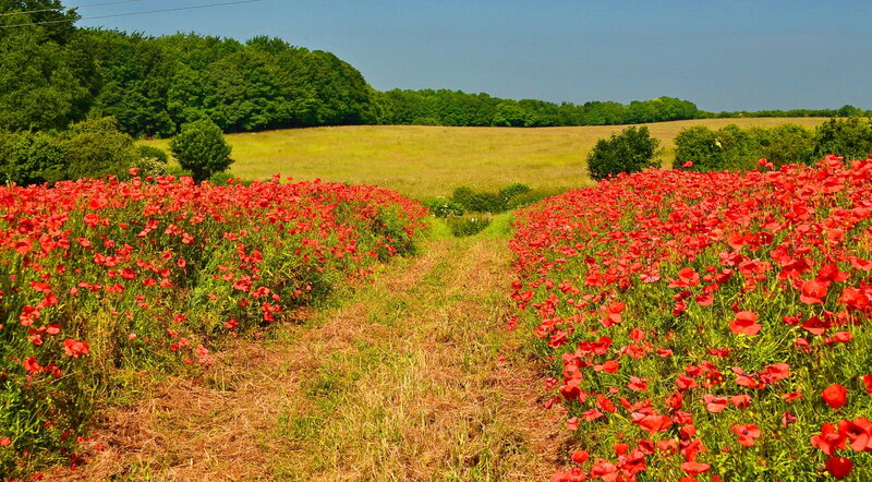 Red Poppy Field — Serene, Afternoon, Photograph, Trees, Path