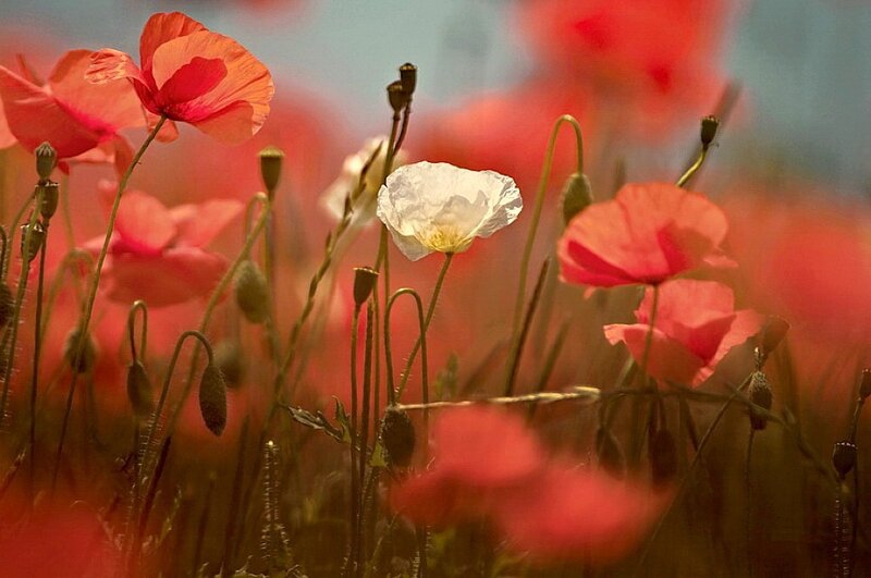 Red Poppy Field — Serene, Afternoon, Photograph, White Flower