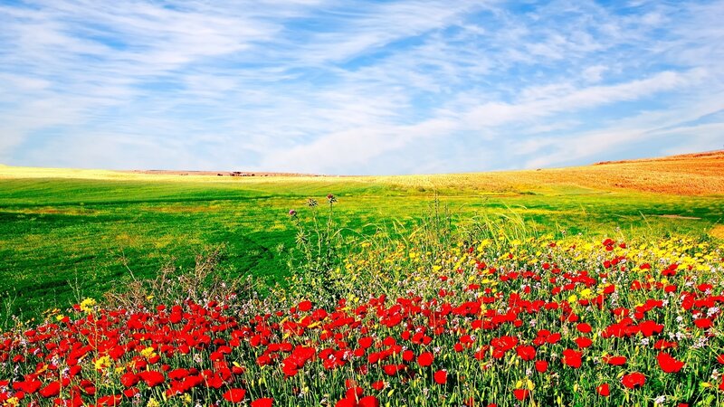 Red Poppy Field — Serene, Afternoon, Photograph, Wildflowers