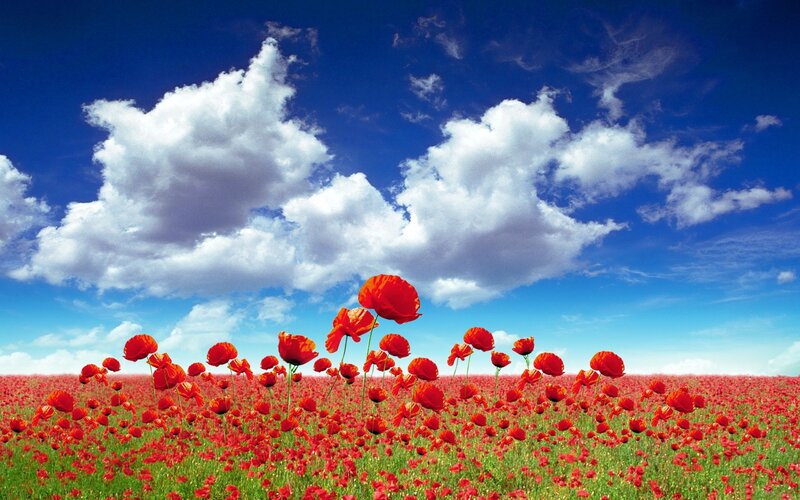 Red Poppy Field — Serene, Blue