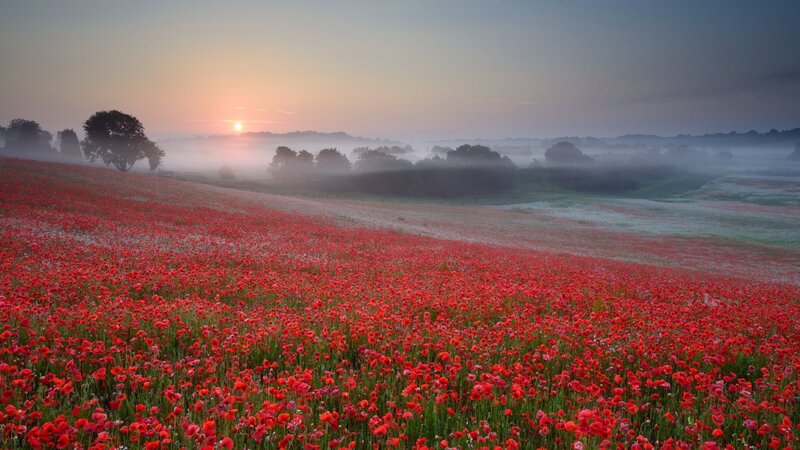 Red Poppy Field — Serene, Morning, Photograph, Sunrise, Fog