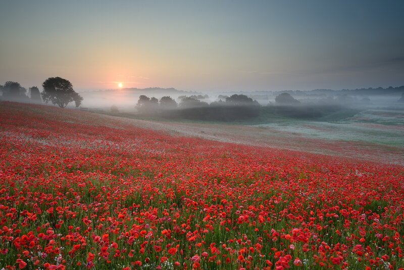Red Poppy Field — Serene, Morning, Photograph, Sunrise