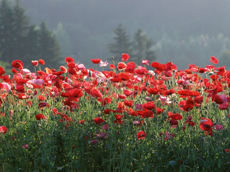 Red Poppy Field — Serene, Morning, Photograph, Trees, Sky
