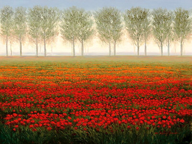Red Poppy Field — Serene, Morning