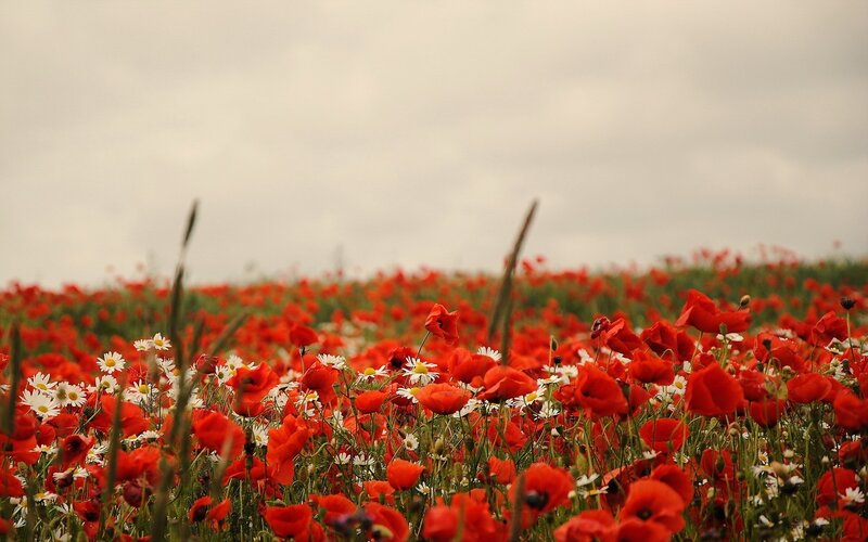 Red Poppy Field — Serene, Spring, Photograph, Daisies