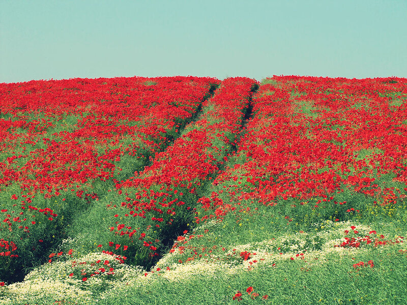 Red Poppy Field — Serene, Spring, Photograph, Green Grass
