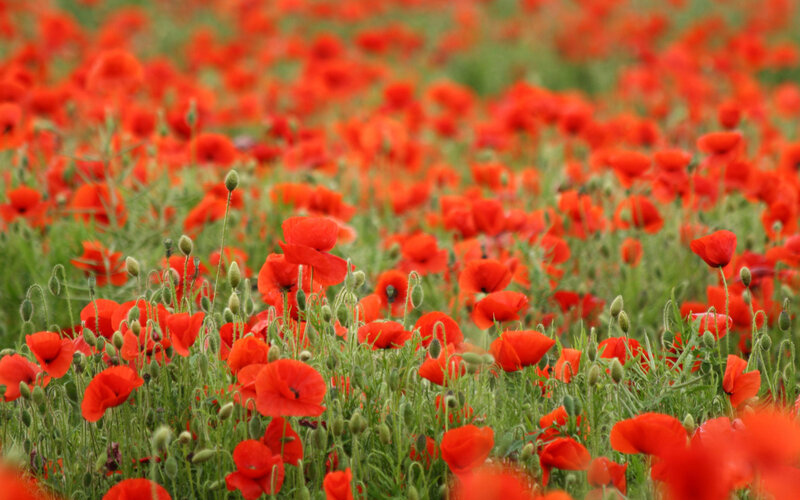 Red Poppy Field — Serene, Spring, Photograph, Green Stems