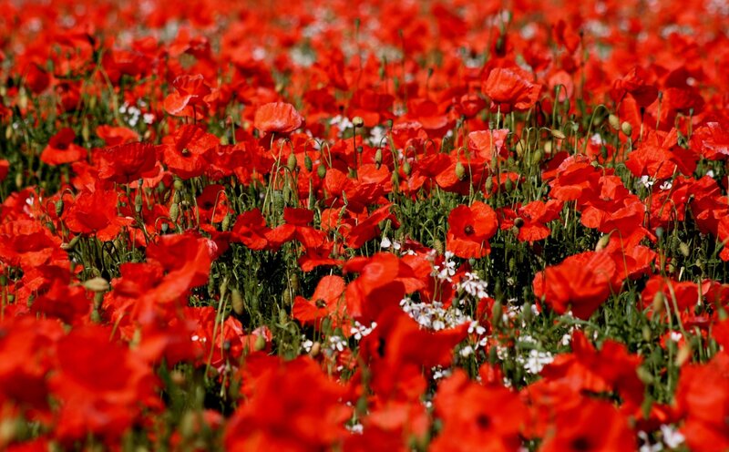 Red Poppy Field — Serene, Spring, Photograph, Green Stems, White Flowers