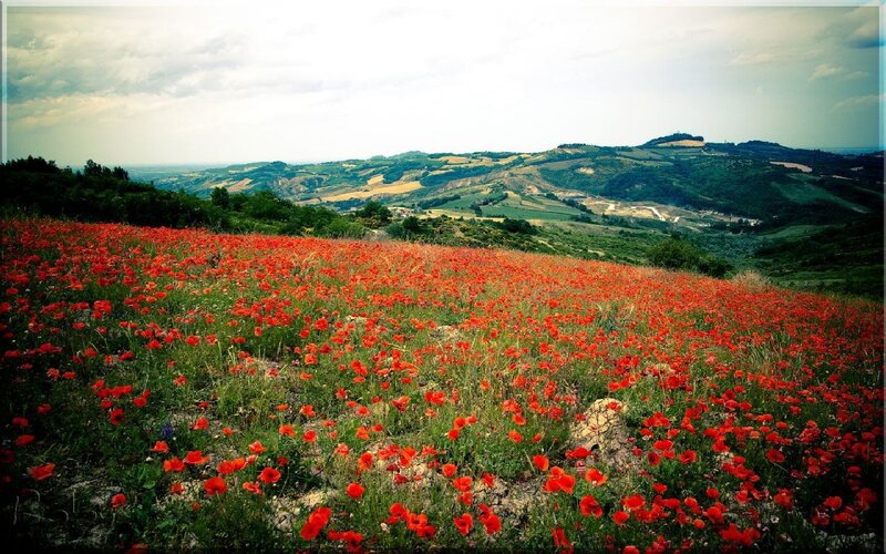 Red Poppy Field — Serene, Spring, Photograph, Hills