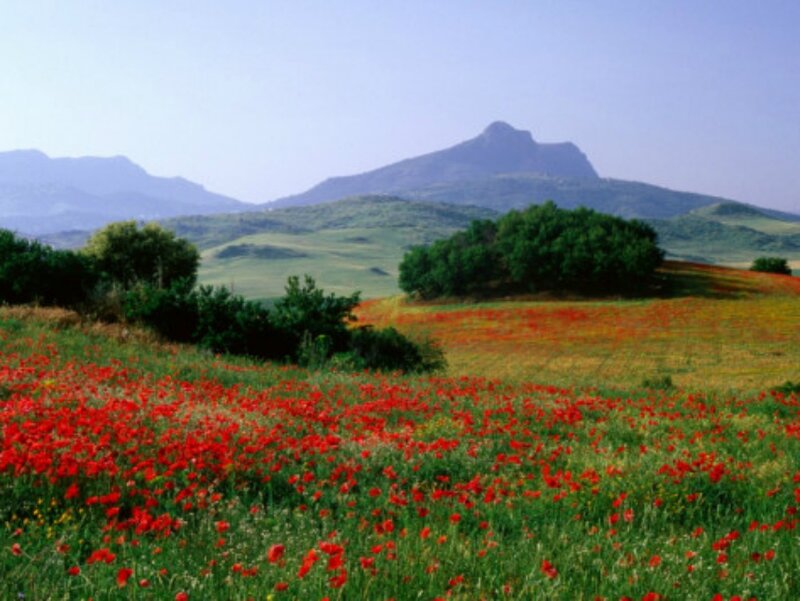 Red Poppy Field — Serene, Spring, Photograph, Mountains