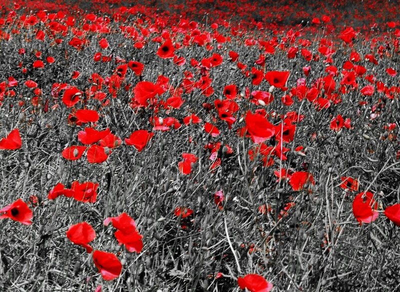 Red Poppy Field — Serene, Spring, Photograph