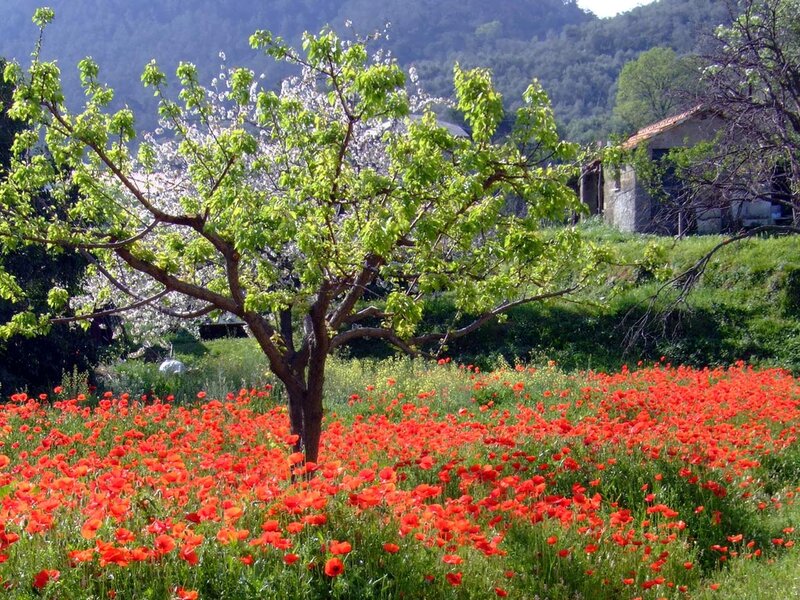 Red Poppy Field — Serene, Spring, Photograph, Tree, Flowering Tree