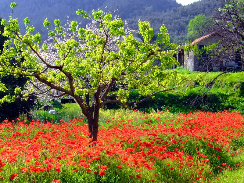 Red Poppy Field — Serene, Spring, Photograph, Tree