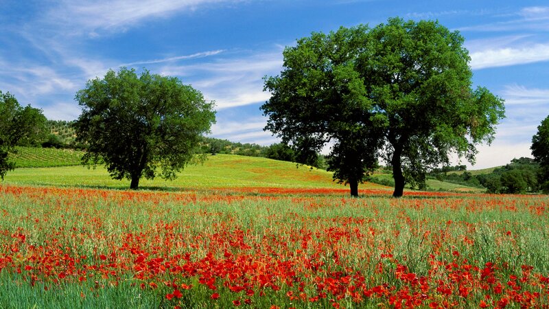 Red Poppy Field — Serene, Spring, Photograph, Trees, Hills