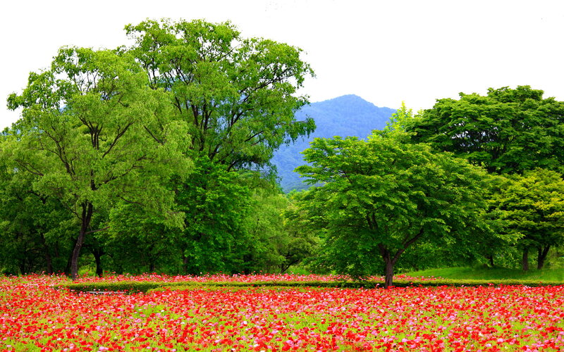 Red Poppy Field — Serene, Spring, Photograph, Trees, Mountain