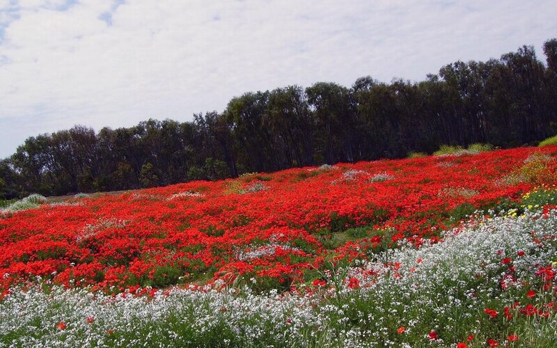 Red Poppy Field — Serene, Spring, Photograph, Trees, Sky