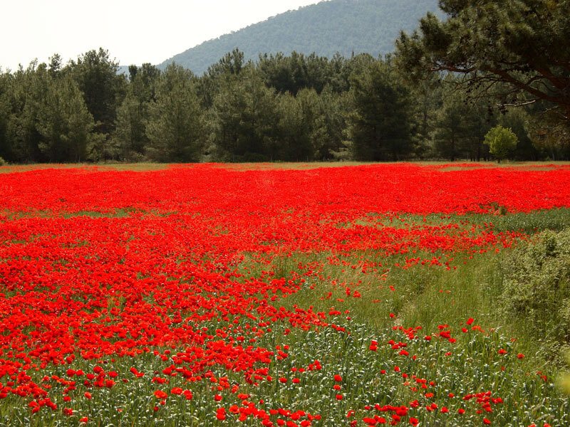 Red Poppy Field — Serene, Spring, Photograph, Trees