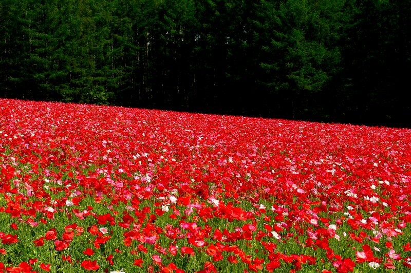 Red Poppy Field — Serene, Summer, Photograph, Forest