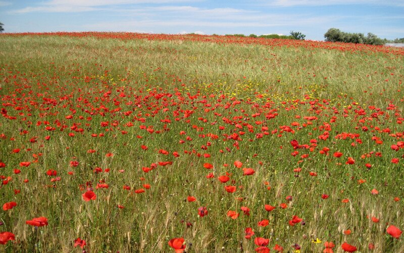 Red Poppy Field — Serene, Summer, Photograph, Grass