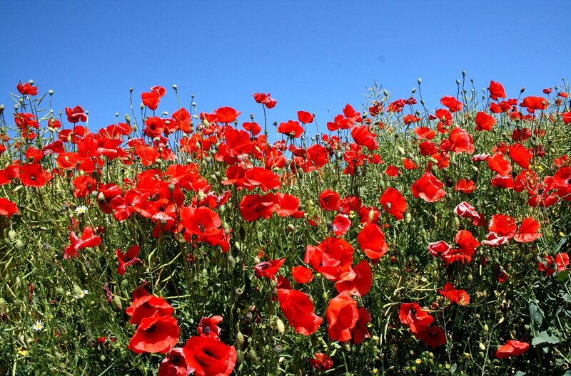 Red Poppy Field — Serene, Summer, Photograph, Green Grass, Blue Sky