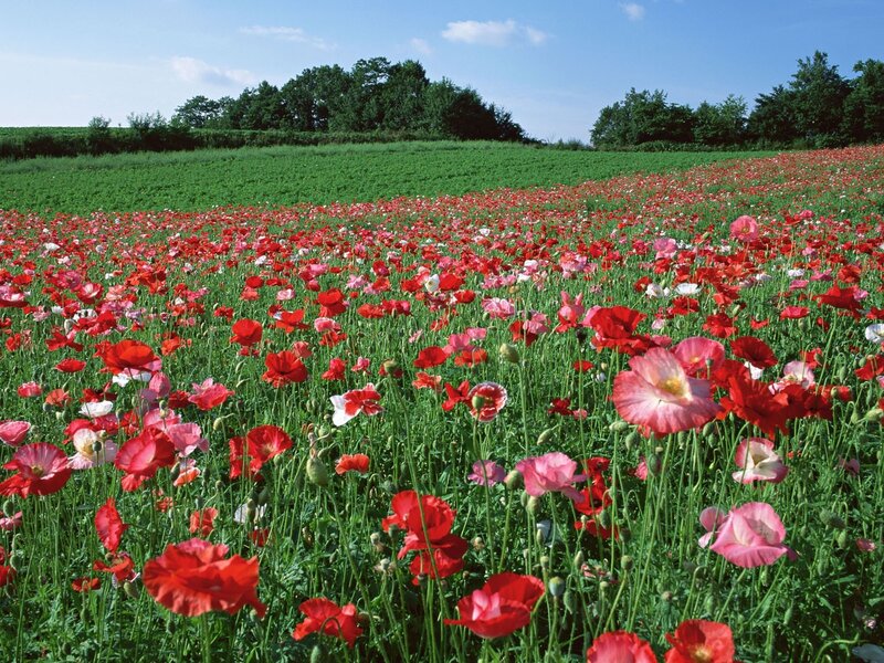 Red Poppy Field — Serene, Summer, Photograph, Green Grass, Trees