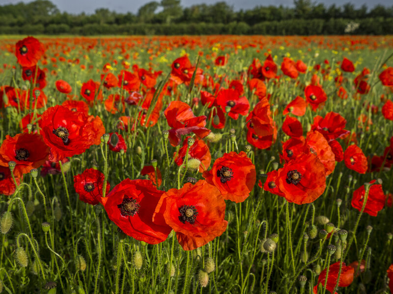 Red Poppy Field — Serene, Summer, Photograph, Green Stems