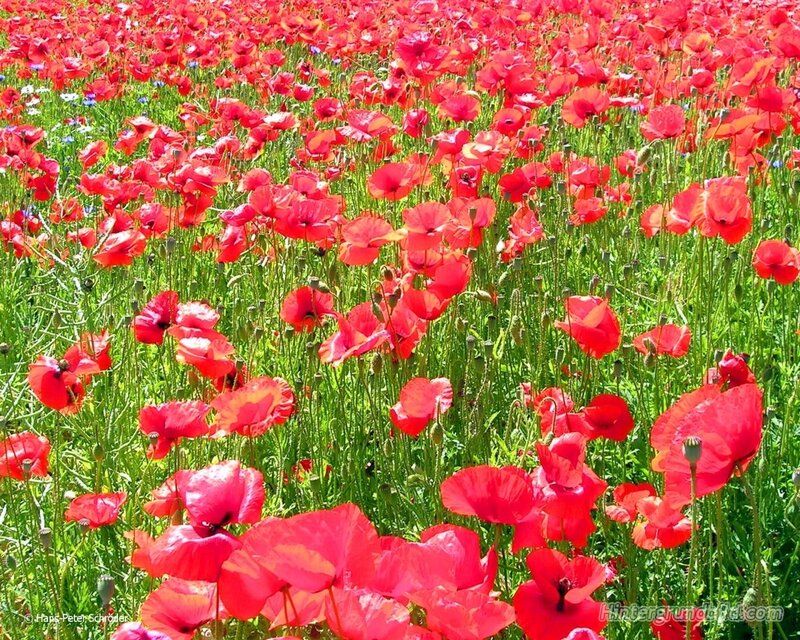Red Poppy Field — Serene, Summer, Photograph
