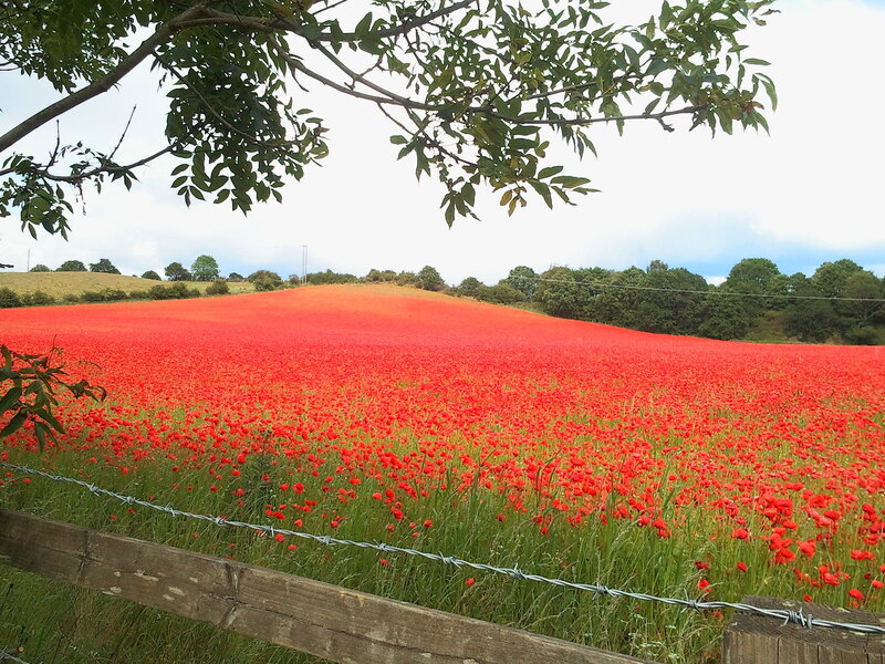 Red Poppy Field — Serene, Summer, Photograph, Tree Branches