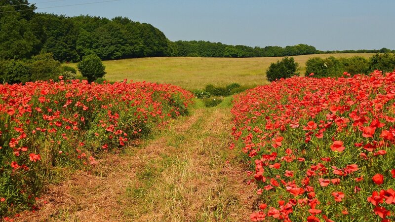 Red Poppy Field — Serene, Summer, Photograph, Trees, Path